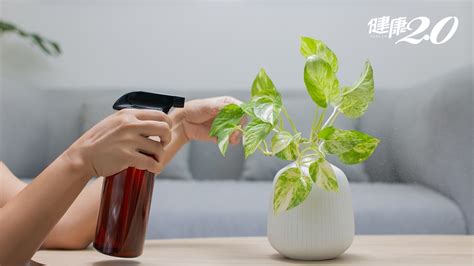 室內風水植物|招財又淨化空氣！室內最推3植物好照顧 知名風水師愛。